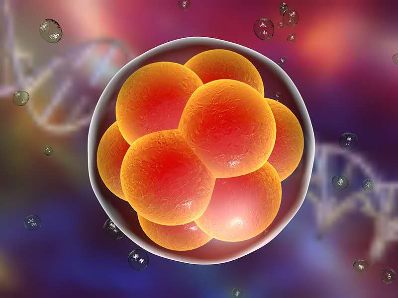 What are stem cells?